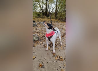 In Düsseldorf sucht Jack Russel Hündin ein neues Zuhause! MIT VIDOS!