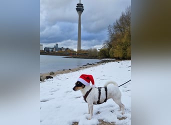 In Düsseldorf sucht Jack Russel Hündin ein neues Zuhause! MIT VIDOS!