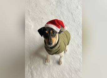 In Düsseldorf sucht Jack Russel Hündin ein neues Zuhause! MIT VIDOS!