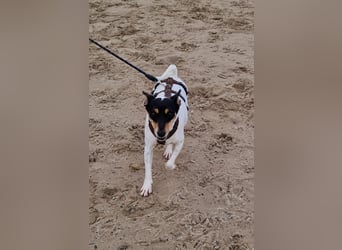In Düsseldorf sucht Jack Russel Hündin ein neues Zuhause! MIT VIDOS!