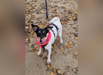 In Düsseldorf sucht Jack Russel Hündin ein neues Zuhause! MIT VIDOS!