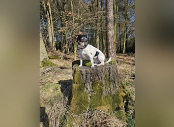 Elli, 9 Jahre, 30cm sucht neues Zuhause