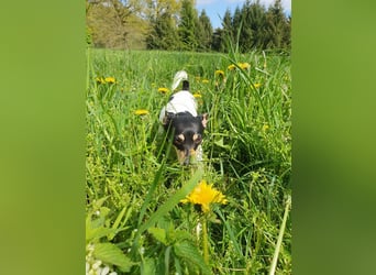 Elli, 9 Jahre, 30cm sucht neues Zuhause