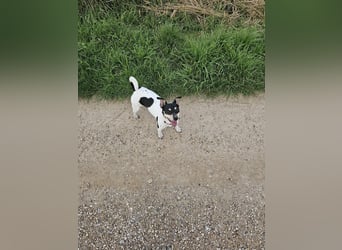 Elli, 9 Jahre, 30cm sucht neues Zuhause