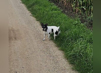 Elli, 9 Jahre, 30cm sucht neues Zuhause