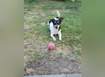 Elli, 9 Jahre, 30cm sucht neues Zuhause