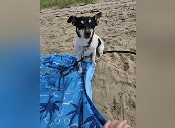 Elli, 9 Jahre, 30cm sucht neues Zuhause