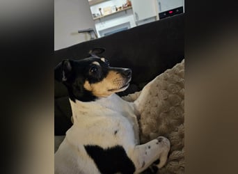 Elli, 9 Jahre, 30cm sucht neues Zuhause