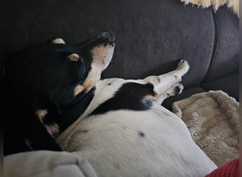 Elli, 9 Jahre, 30cm sucht neues Zuhause