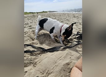 Elli, 9 Jahre, 30cm sucht neues Zuhause