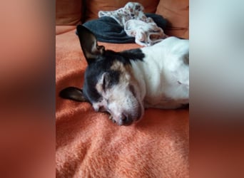 Buffy braucht dringend ein neues Zuhause