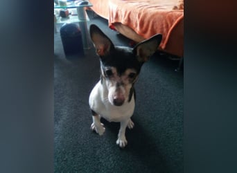 Buffy braucht dringend ein neues Zuhause