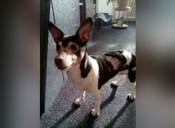 Buffy braucht dringend ein neues Zuhause