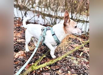 Kiko - ist verspielt&energiegeladen