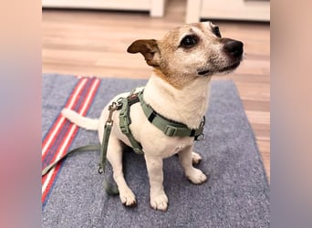 Kiko - ist verspielt&energiegeladen