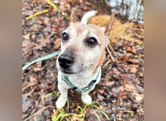 Kiko - ist verspielt&energiegeladen