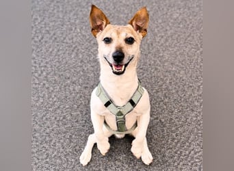 Kiko - ist verspielt&energiegeladen