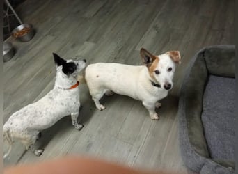 PATTY & BOGA suchen zusammen ein Zuhause