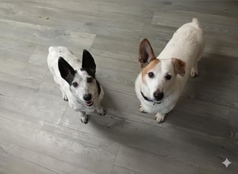 PATTY & BOGA suchen zusammen ein Zuhause