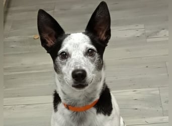 PATTY & BOGA suchen zusammen ein Zuhause