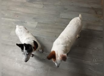 PATTY & BOGA suchen zusammen ein Zuhause