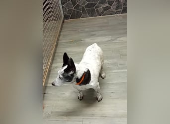 PATTY & BOGA suchen zusammen ein Zuhause