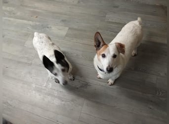 PATTY & BOGA suchen zusammen ein Zuhause