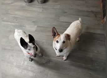 PATTY & BOGA suchen zusammen ein Zuhause