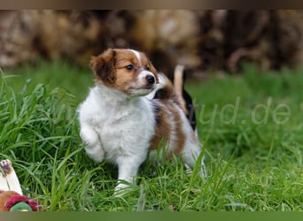 Jack Russell Terrier Welpen in Tricolor und Merl abzugeben!
