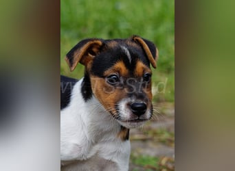 Jack Russell Terrier Welpen in Tricolor und Merl abzugeben!