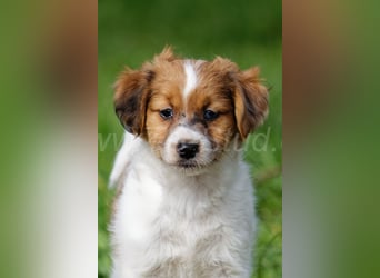 Jack Russell Terrier Welpen in Tricolor und Merl abzugeben!