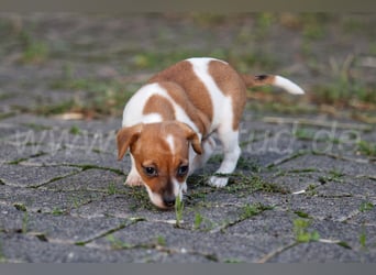 Jack Russell Terrier Welpen (Rüden) abzugeben!