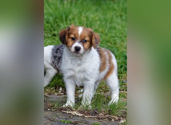 Jack Russell Terrier Welpen in Tricolor und Merl abzugeben!
