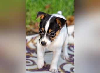 Jack Russell Terrier Welpen (Rüden) abzugeben!