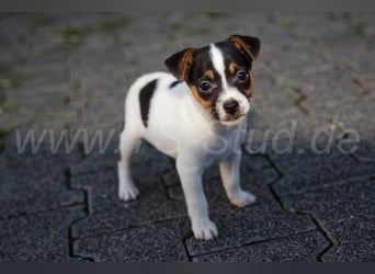 Jack Russell Terrier Welpen (Rüden) abzugeben!