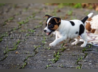 Jack Russell Terrier Welpen (Rüden) abzugeben!