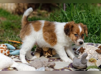Jack Russell Terrier Welpen in Tricolor und Merl abzugeben!