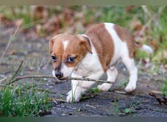 Jack Russell Terrier Welpen (Rüden) abzugeben!