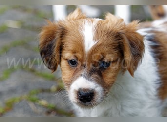 Jack Russell Terrier Welpen in Tricolor und Merl abzugeben!