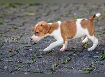 Jack Russell Terrier Welpen (Rüden) abzugeben!