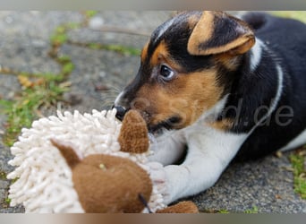 Jack Russell Terrier Welpen in Tricolor und Merl abzugeben!