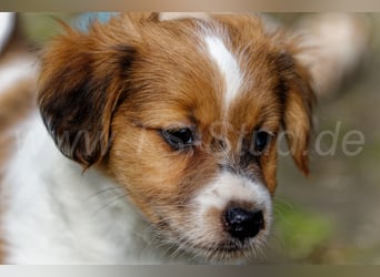 Jack Russell Terrier Welpen in Tricolor und Merl abzugeben!