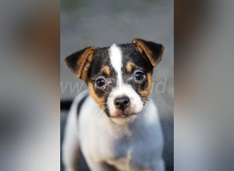 Jack Russell Terrier Welpen (Rüden) abzugeben!