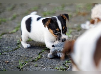 Jack Russell Terrier Welpen (Rüden) abzugeben!