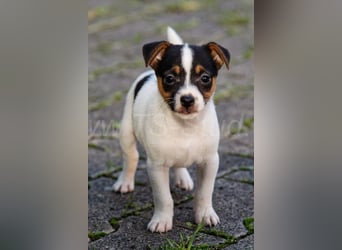 Jack Russell Terrier Welpen (Rüden) abzugeben!