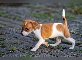Jack Russell Terrier Welpen (Rüden) abzugeben!