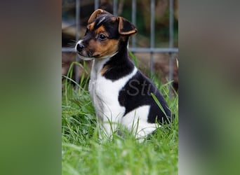 Jack Russell Terrier Welpen in Tricolor und Merl abzugeben!