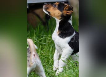 Jack Russell Terrier Welpen in Tricolor und Merl abzugeben!