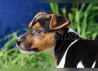Jack Russell Terrier Welpen in Tricolor und Merl abzugeben!