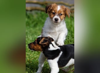 Jack Russell Terrier Welpen in Tricolor und Merl abzugeben!